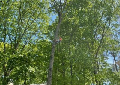 man on tree with rope ready to cut tree