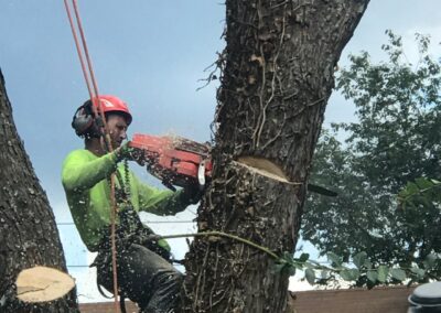man chainsaws top of tree